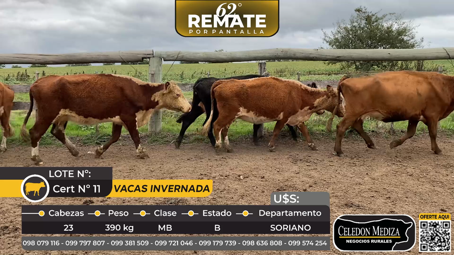 Lote 23 Vacas de Invernada en Monzón a 8 km de Cardona, Soriano