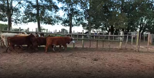 Lote 7 Terneras en Soriano