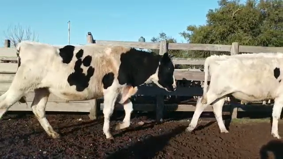 Lote 3 Novillos HOLANDO a remate en 4to remate ENTRE MARTILLOS 315kg - , San José