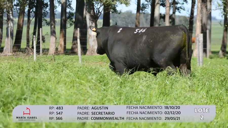 Lote 3 Toros PI a remate en Maria Isabel - Otto Fernandez, Artigas