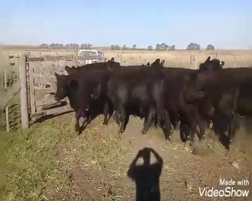 Lote 36 Terneros en Benito Juárez, Buenos Aires