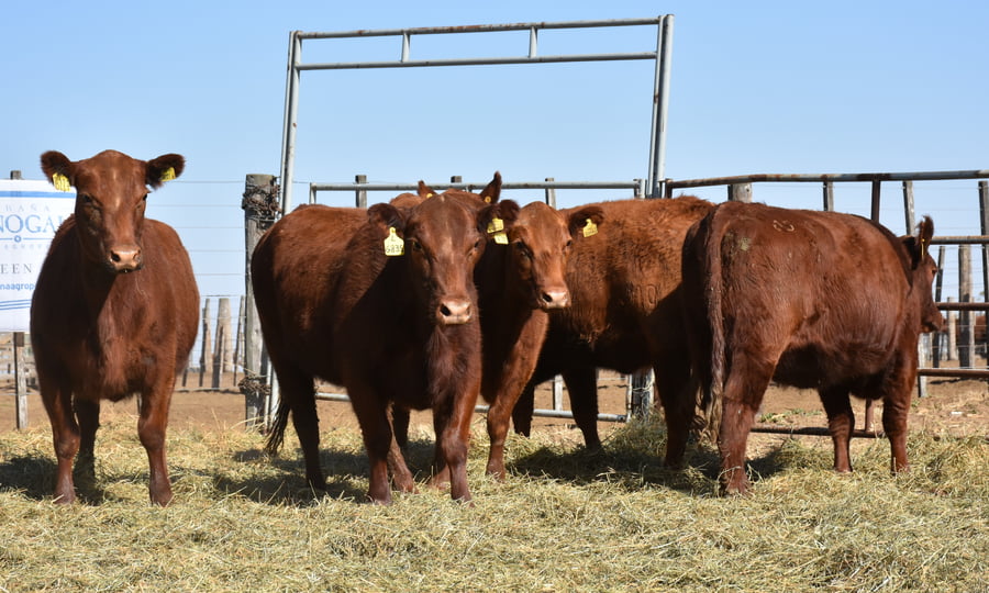 Lote VAQUILLONAS MAS CON GARANTÍA DE PREÑEZ (Corral 10)