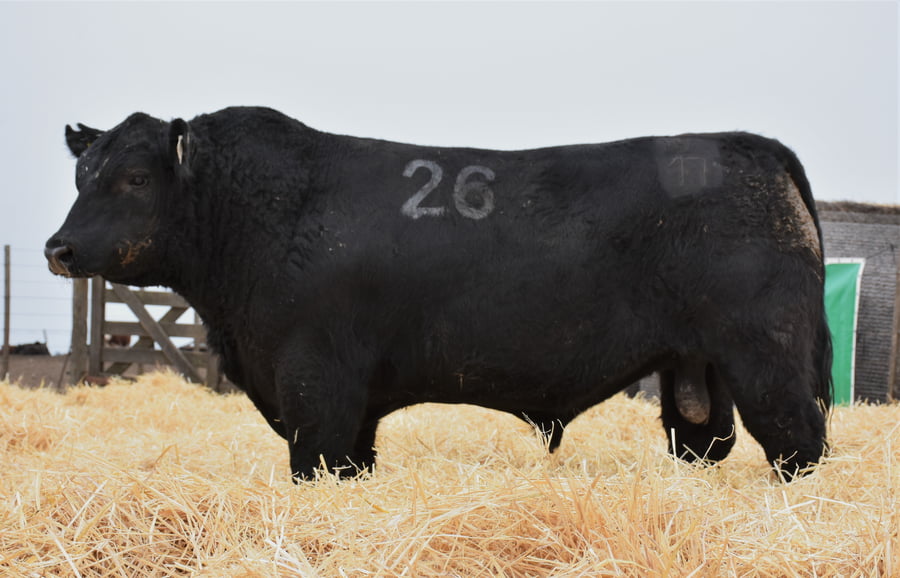 Lote TOROS PC