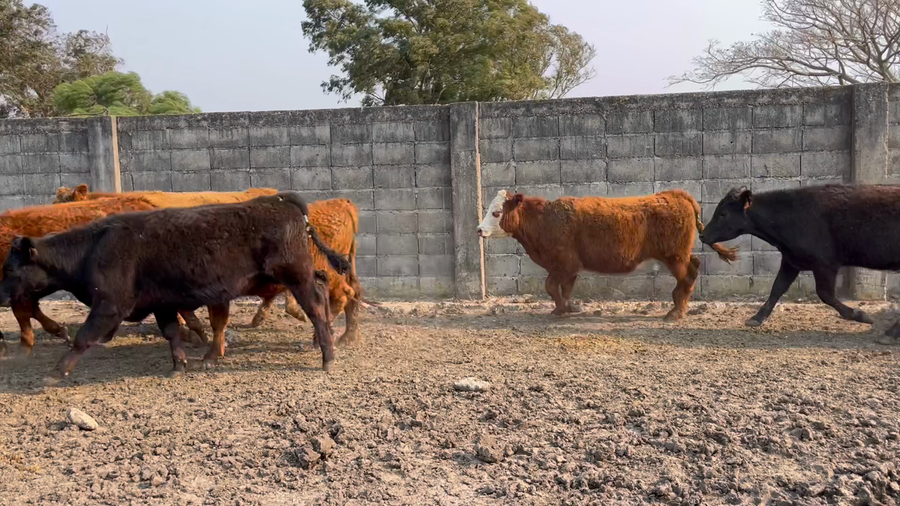 Lote NOVILLOS 1 a 2 AÑOS