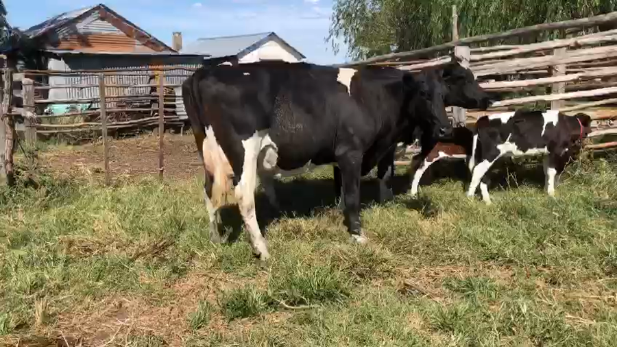 Lote 2 vacas recien paridas holando