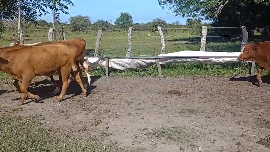 Lote 28 Terneros/as en Corrientes, Curuzú-Cuatiá