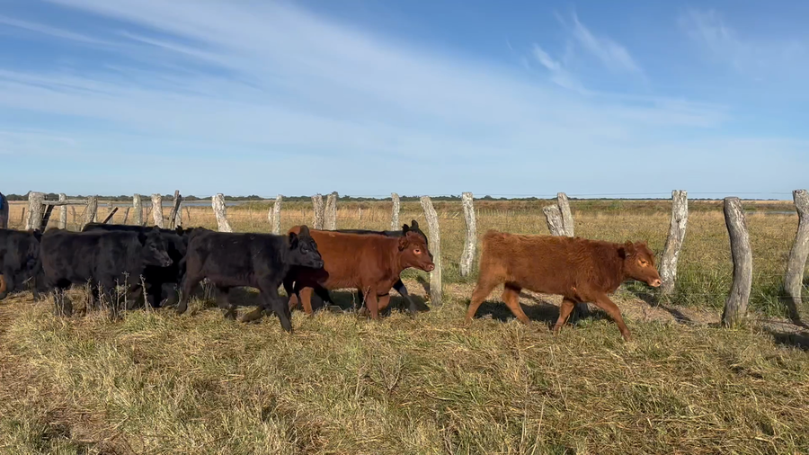 Lote 75 Terneras en Corrientes, Goya