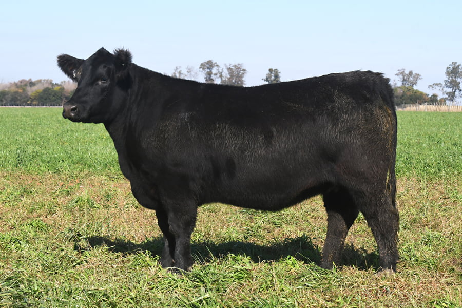 Lote RP 17680 y RP 17706 - VAQUILLONAS ELECCIÓN PP