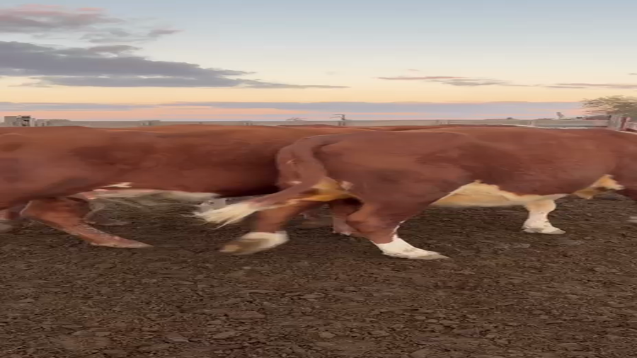 Lote 38 Vacas usadas preñadas