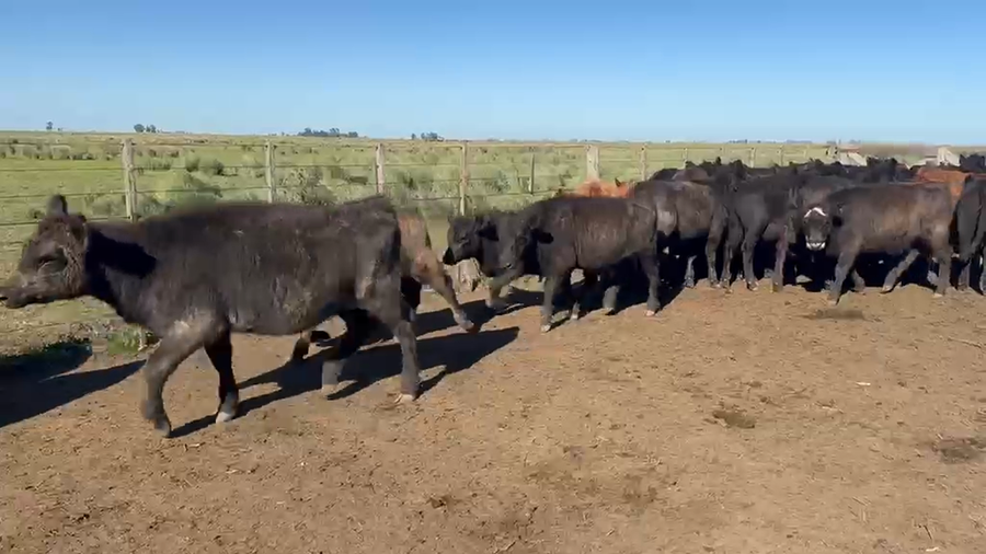 Lote 70 Terneras en Azul