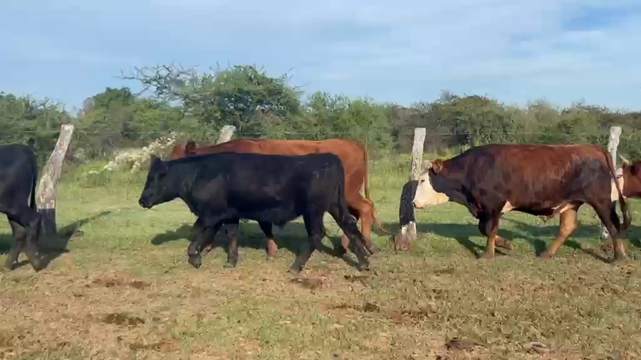 Lote 42 Novillos