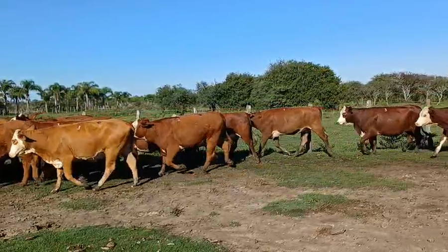 Lote 33 Vaquillonas preñadas en Corrientes, Curuzú-Cuatiá
