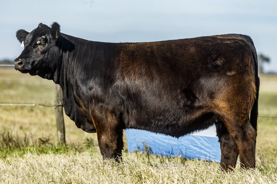 Lote Vaquillonas y Terneras - Surangus