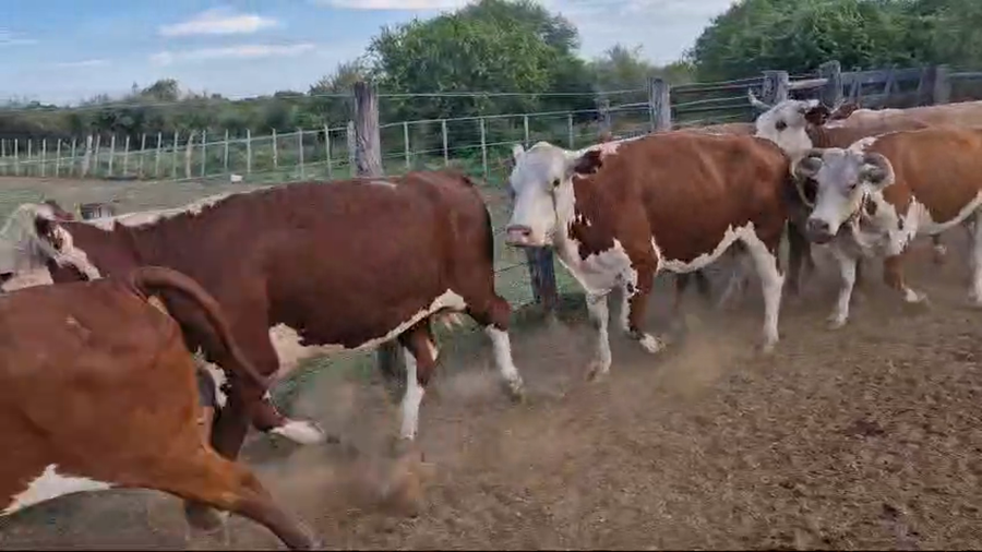 Lote 15 Vacas de invernar en Corrientes, Curuzú-Cuatiá