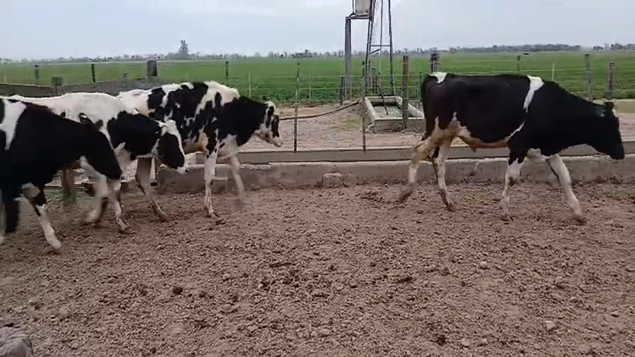 Lote 10 Novillitos Holando Argentino en Col. Aldao, Santa Fe