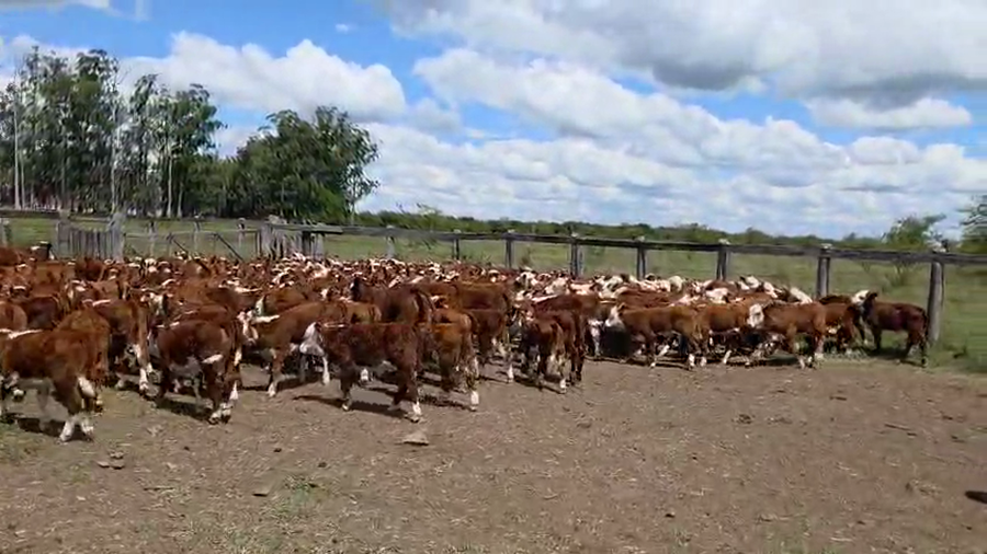 Lote 100 Terneros a término en Corrientes, Curuzu Cuatia