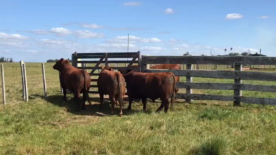 Lote Red Angus -Estancia Mariscala