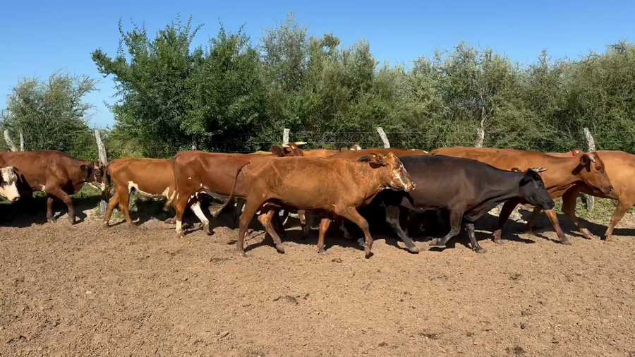 Lote 31 Vacas p/ invernar en Corrientes, Perugorría