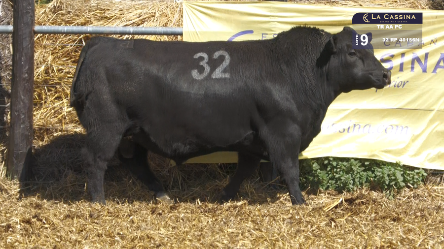 Lote TOROS ANGUS PURO CONTROLADO
