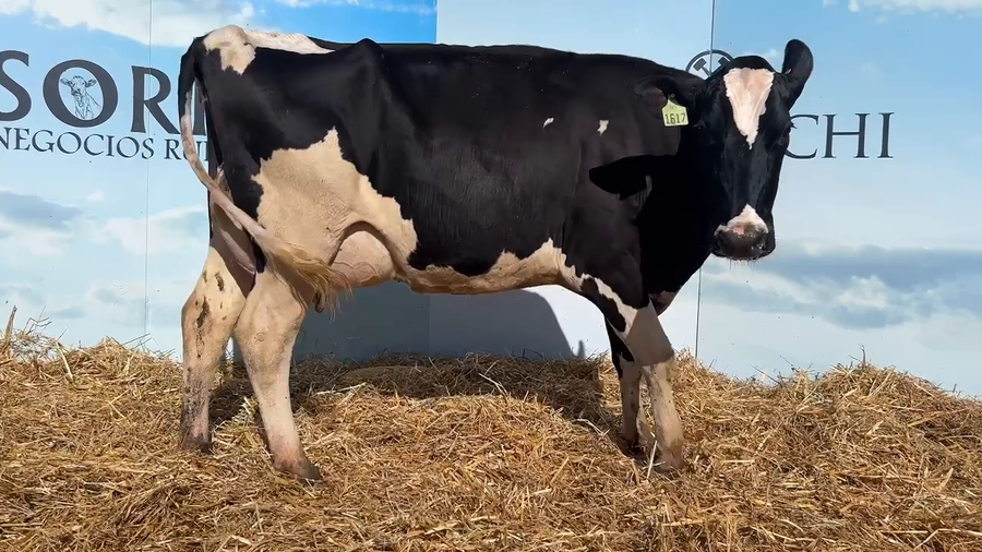 Lote VACAS PARIDAS CABAÑA MALKE-KO