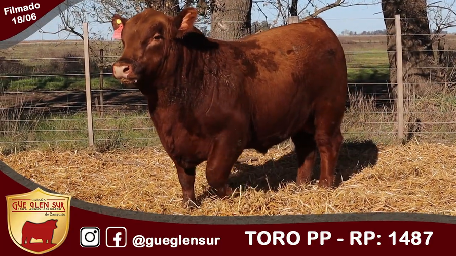 Lote Toro PP