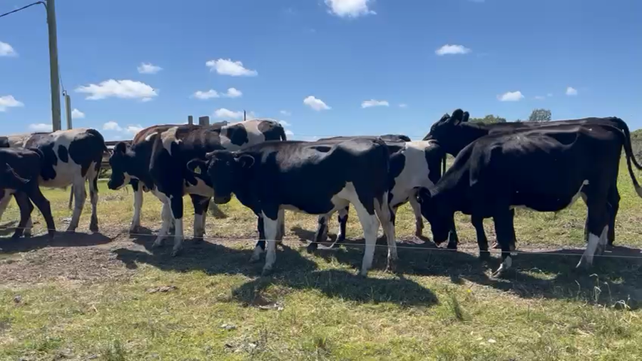 Lote 17 Novillos Holando a remate en Pantalla Camy en Ruta 4 Km 85