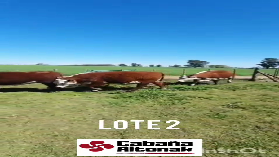 Lote VAQUILLONAS POLLED HEREFORD PURAS REGISTRADAS "Cabaña Aitonak"