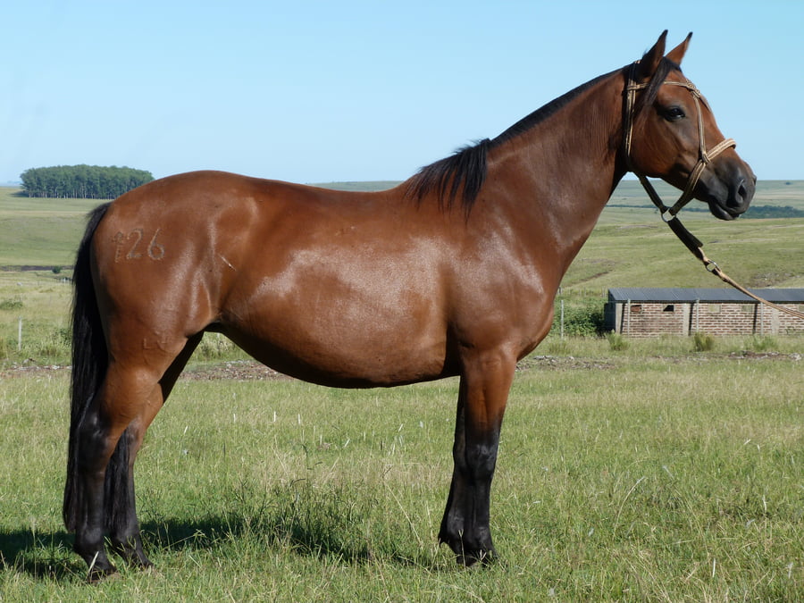 Lote Desconfiada del Cerro Grande