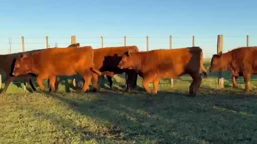 Lote 55 Terneras