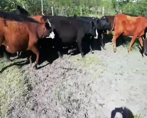 Lote 27 Vaquillonas en Villaguay, Entre Ríos