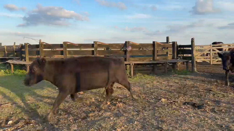 Lote 120 Vacas nuevas C/ gtia de preñez