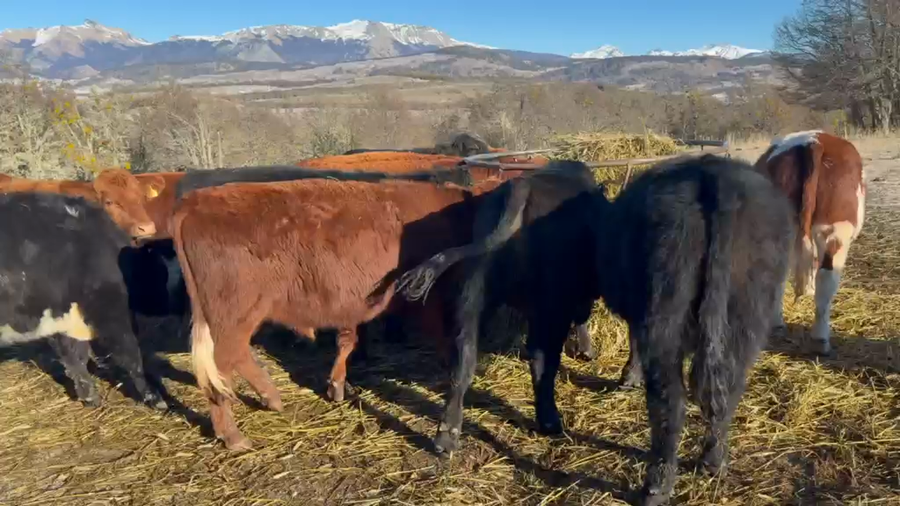Lote 30 Novillo Engorda en Coyhaique, XI Región Aysén