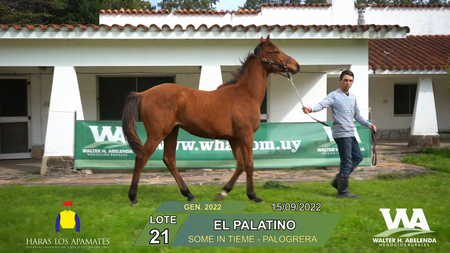 Lote EL PALATINO