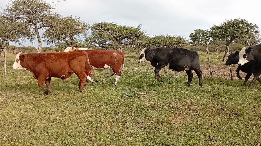 Lote 50 Terneros/as