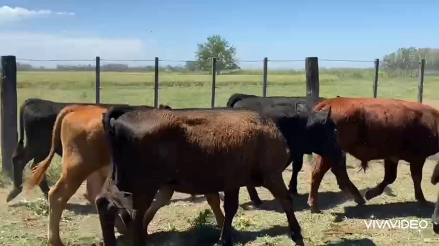 Lote 72 Terneros en Gral. Las Heras, Buenos Aires