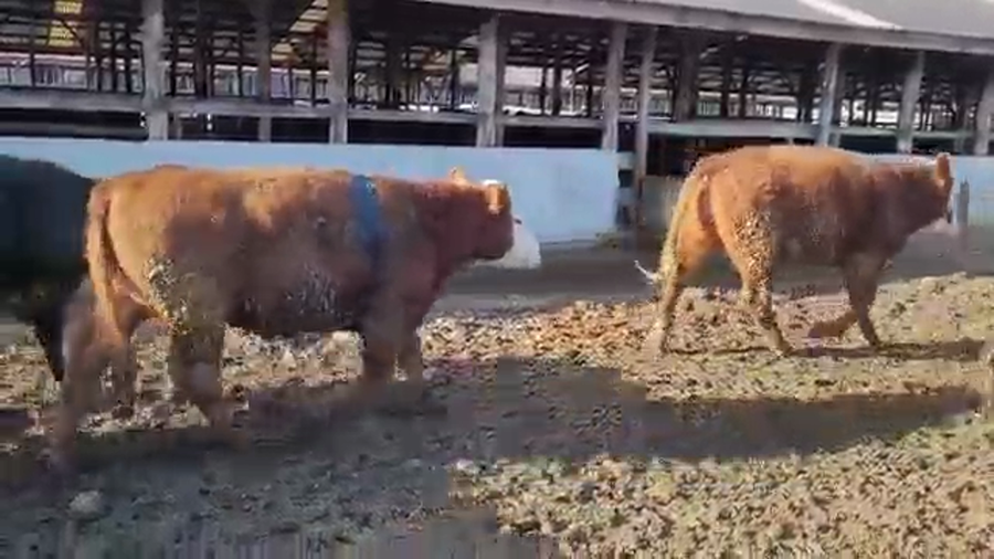 Lote 45 Novillo Gordo en Los Lagos, XIV Región Los Ríos