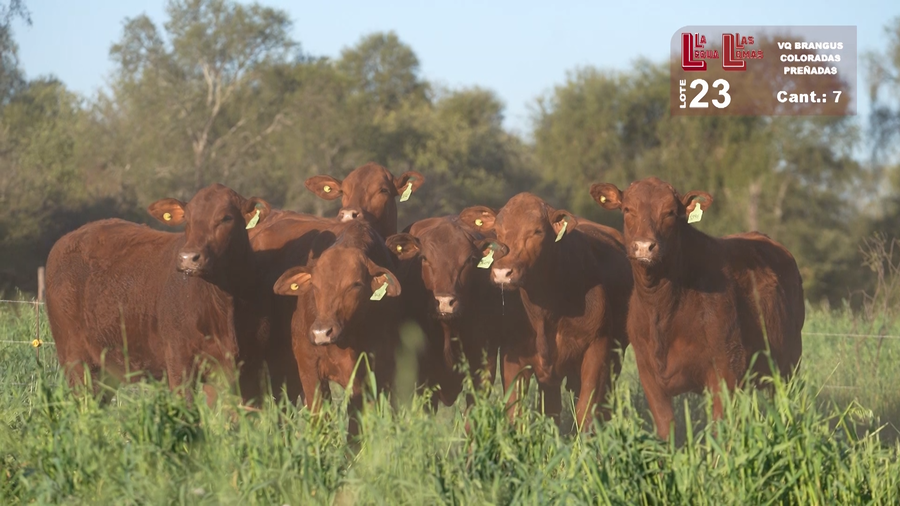 Lote VAQUILLONAS PREÑADAS BRANGUS COLORADAS