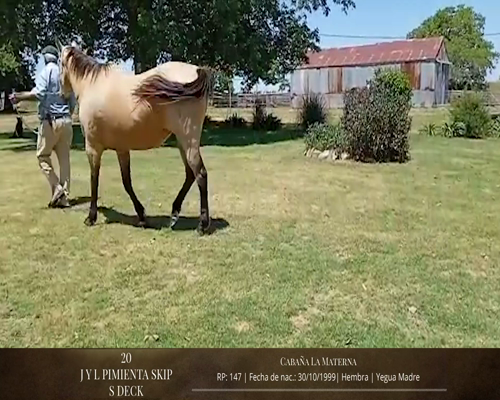 Lote Caballos a remate en 2da ESTA NOCHE BAYA, San José