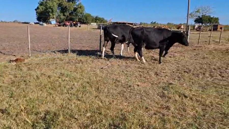 Lote Vaquillonas preñadas holando