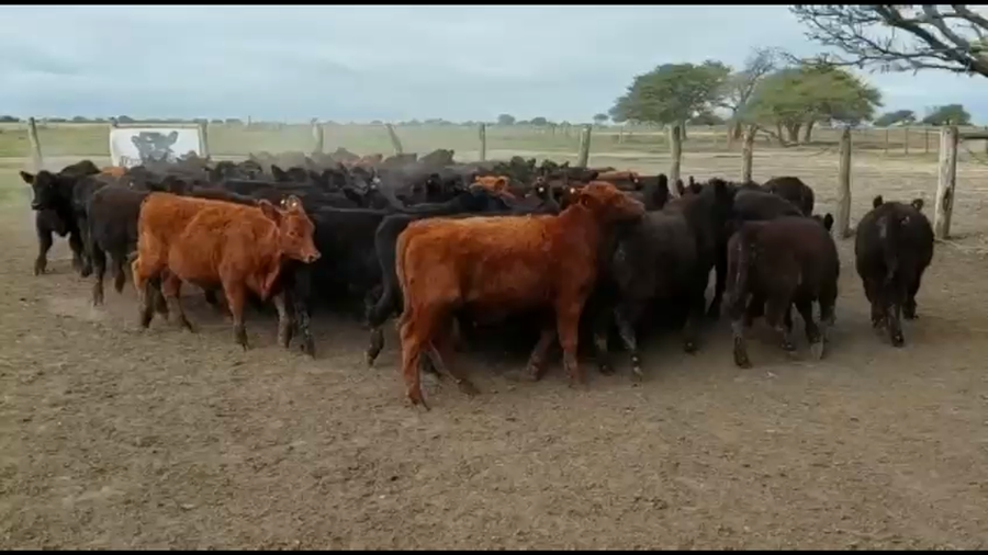 Lote 70 Terneros en Chajarí, Entre Ríos