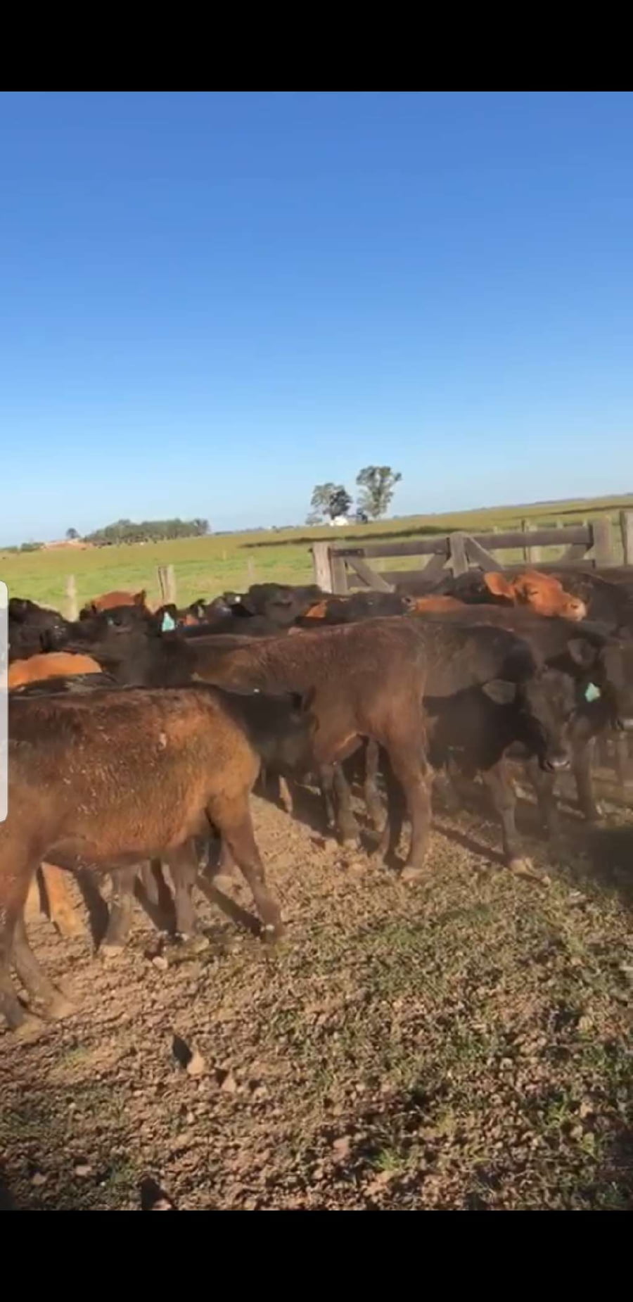 Lote 61 Terneros/as en Suipacha, Buenos Aires