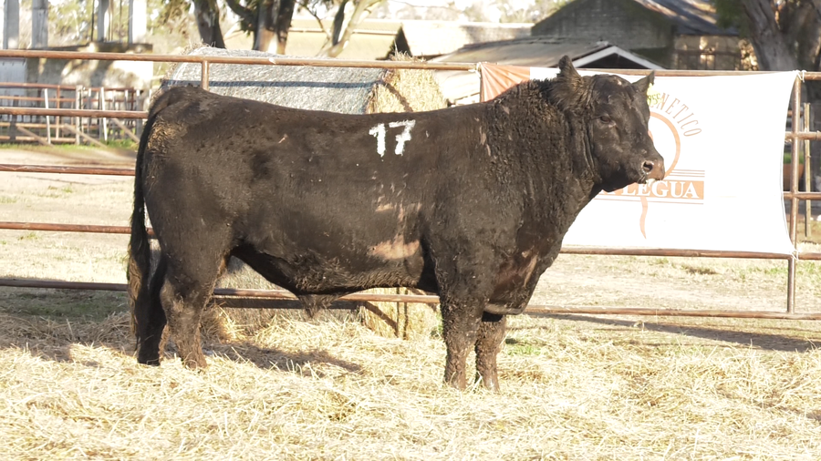 Lote TOROS ANGUS NEGROS  PC