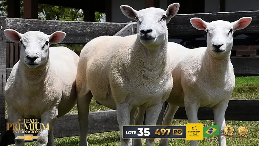 Lote Corderas a remate en 1º Texel Premium Internacional, Brasil
