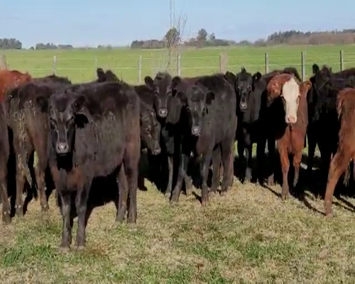 Lote 65 TERNERAS ANGUS DE 230/240 KG, EN BRAGADO, PBA.-