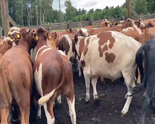 Lote 50 Novillo Engorda en  Río Bueno, XIV Región Los Ríos