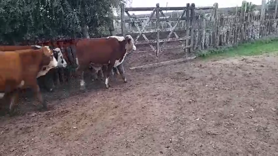 Lote 44 Novillitos