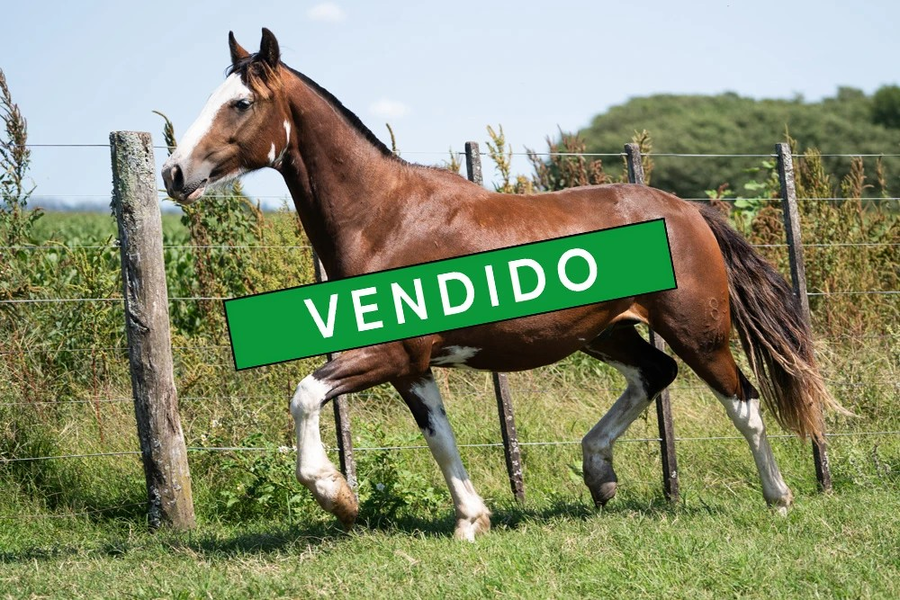 Lote VIRTUD JARRILLON (Oculto)