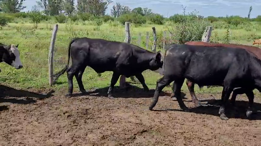 Lote 57 Novillos en Entre Ríos, Villaguay