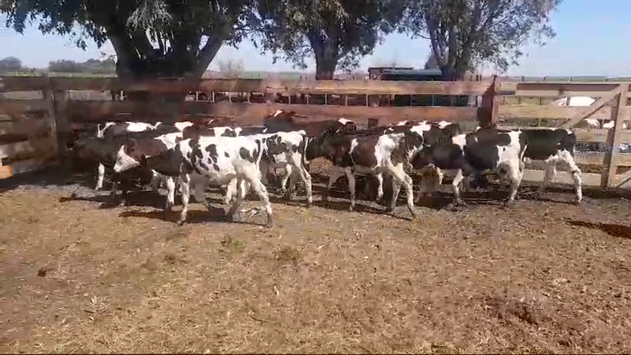 Lote (Vendido)14 Terneros Holando HOLANDO a remate en #49 Pantalla Carmelo en AGRACIADA