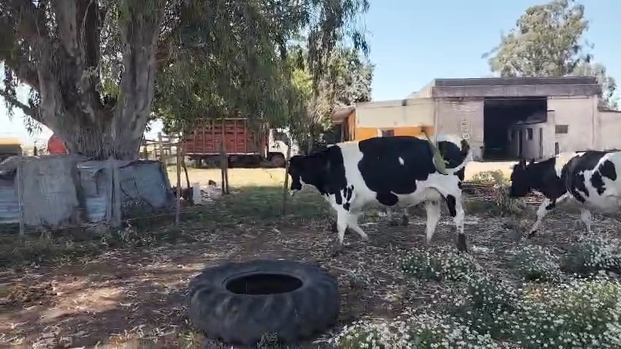 Lote 3 Vaquillonas  a remate en Pantalla Camy 460kg - , San José